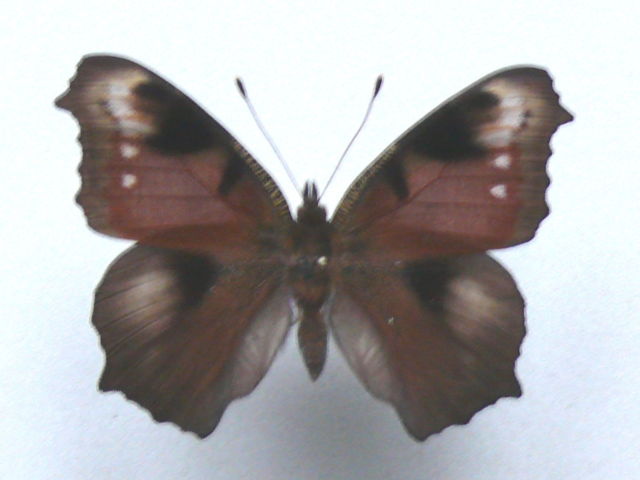 Aglais io (aberration 4) Internet Image property of respective owner, non-commercial use only